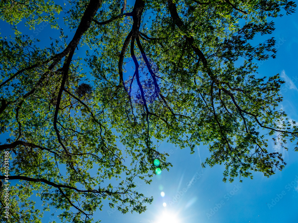 Fototapeta premium Mistel auf einem Baum im Frühjahr