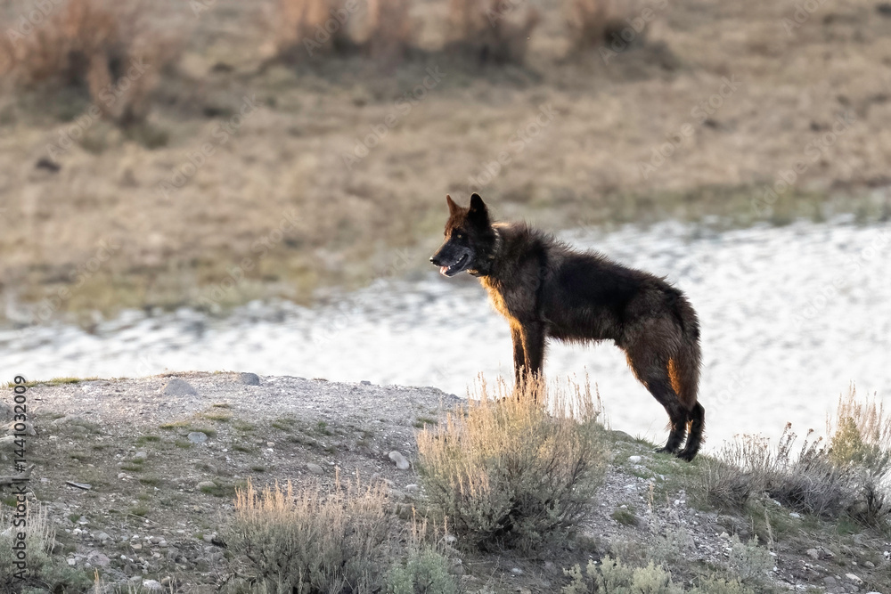 Gray Wolf (Canis lupus) from the junction-butte pack out hunting elk, Yellowstone National Park.