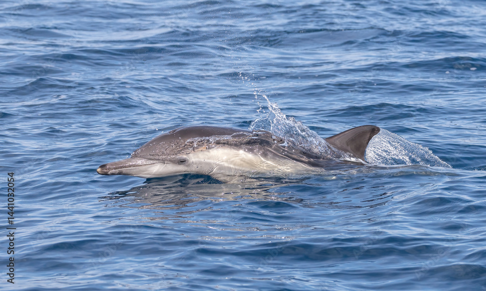 dolphin jumping out of water, common dolphin, Laguna Beach, California
