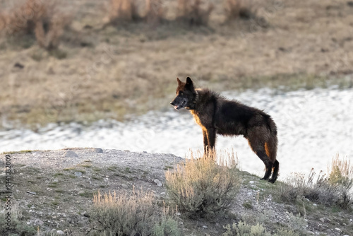 Obraz na płótnie Gray Wolf (Canis lupus) from the junction-butte pack out hunting elk, Yellowstone National Park. w salonie