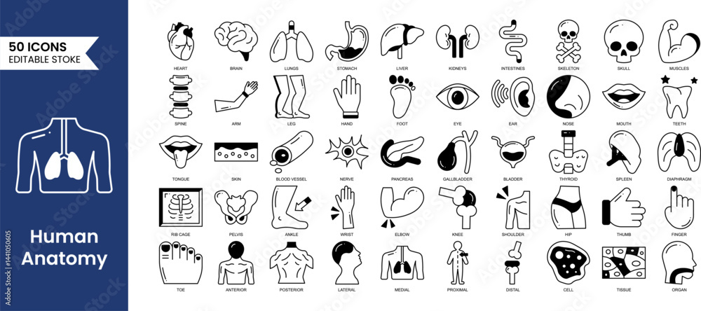Human Anatomy editable icons set in duotone style. Study and structure of human internal organs. brain, lungs, stomach, liver, skeleton and more. Vector illustration Human Anatomy editable icons set in duotone style. Study and structure of human internal organs. brain, lungs, stomach, liver, skeleton and more. Vector illustration