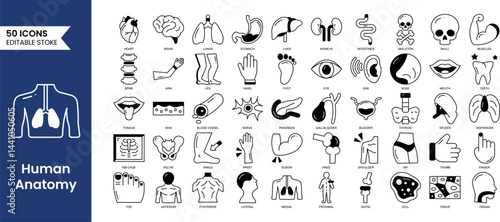 Human Anatomy editable icons set in duotone style. Study and structure of human internal organs. brain, lungs, stomach, liver, skeleton and more. Vector illustration