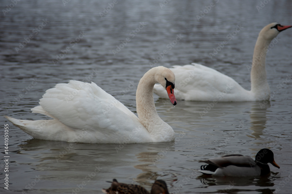 Obraz premium A family of swans with their babies on the shore of the pond, in the morning they swim to the camp and wait to see if they will throw something good to them.