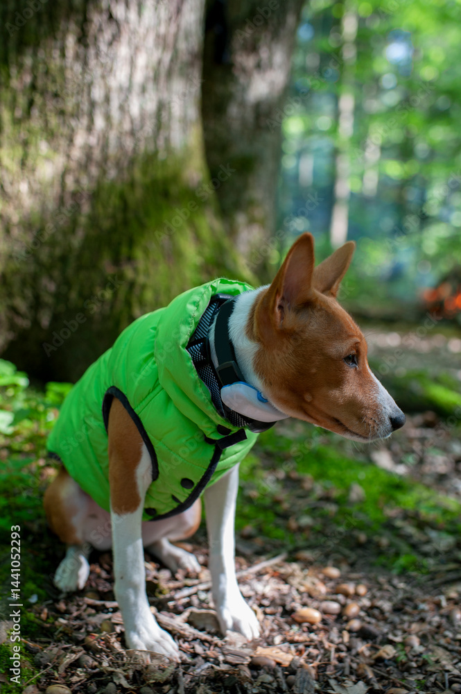 Basenji in the park on a sunny summer day. Basenji lying on the grass. Basenji in the park on a sunny summer day. Basenji lying on the grass.