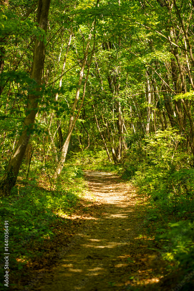 Naklejka premium 新緑の森を行く