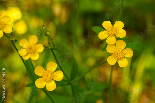 黄色いキンポウゲの花