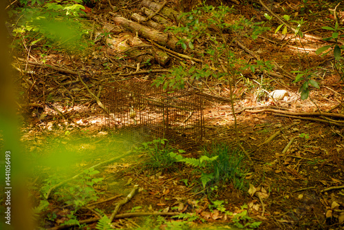 Fototapeta Naklejka Na Ścianę i Meble -  森に設置された害獣を捕獲する狩猟罠