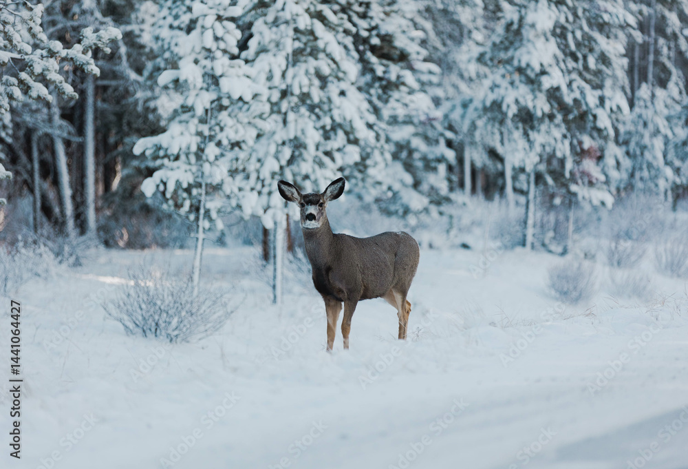 deer in snow deer in snow