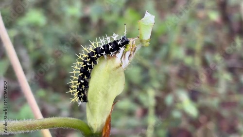 A caterpillar of the genus Leucanella, black with white spots and branched spines with a yellow base, on a green leaf.