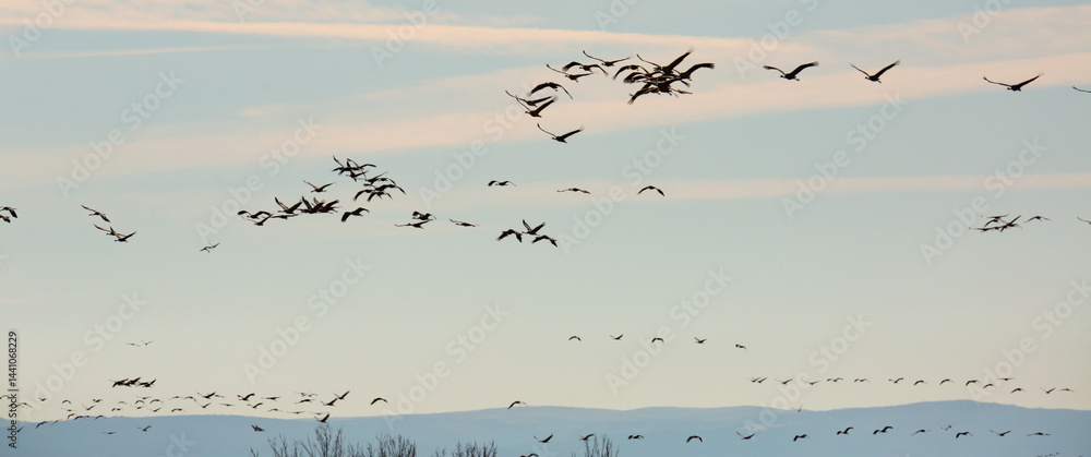 Fototapeta premium Group of common cranes (Grus) flying in blue sky during migrating from wintering in Laguna de Gallocanta, Aragon, Spain