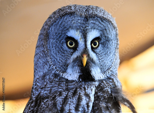 a portrait of a beautiful lapp owl