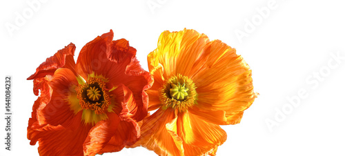 Wallpaper Mural Vibrant orange and red poppy flowers with delicate petals on a transparent background. Perfect for design projects, greeting cards, packaging, posters, and creative compositions.
 Torontodigital.ca
