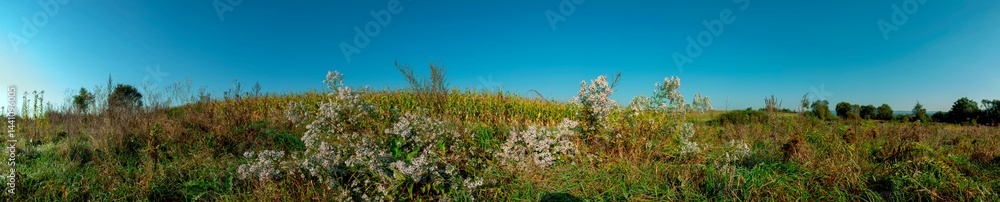 Obraz premium Panorama of Aster alpine aster. Alpine garden perennial with purple flowers.
