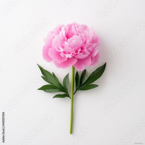 Obraz na płótnie Beautiful Pink Peony Flower with Leaves on White Background for Design Use w salonie