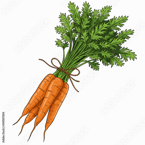 A neat vector bundle of fresh carrots with leafy tops tied together with a string, over white.