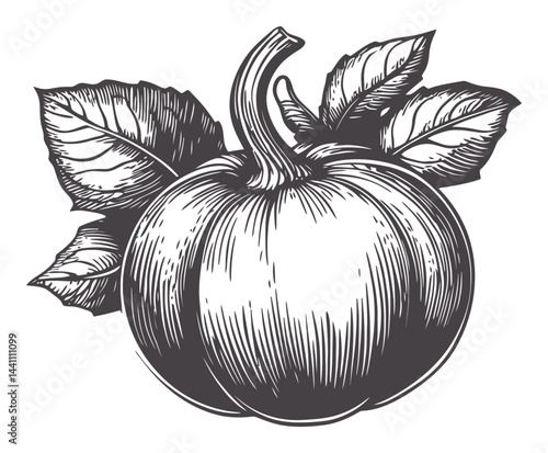 Wallpaper Mural Vintage Hand-Drawn Illustration of a Pumpkin with Leaves Torontodigital.ca