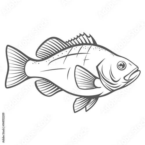 Foto Red Snapper Line Art Illustration