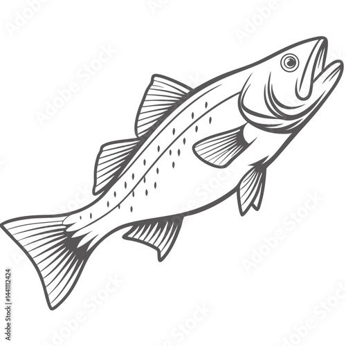 White Seabass Line Art Illustration