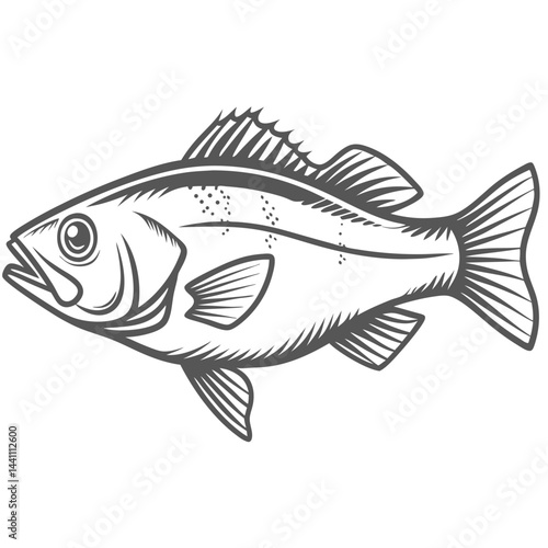 European Seabass Line Art Illustration
