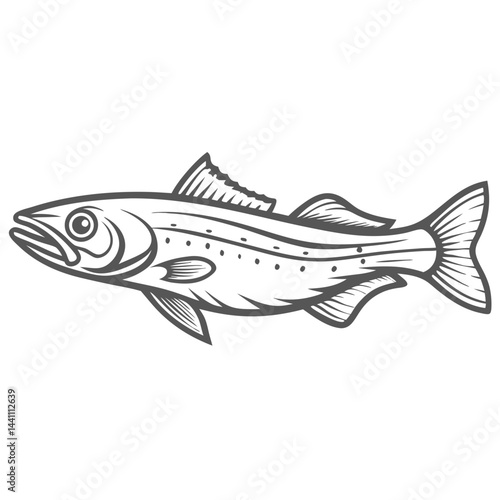 Silver Hake Fish Illustration - Merluccius bilinearis
