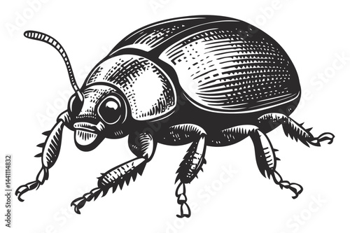 Vintage Hand-Drawn Illustration of Intricate Beetle Design