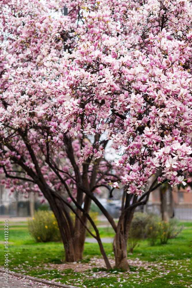Obraz premium Magnolia soulangeana, also known as Saucer or Chinese Magnolia. Vibrant pink flowers blossoms on tree branches in full bloom. Magnolia 'Heaven Scent' is Magnolia cultivar with pink flowers