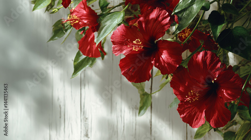 Hanging hibiscus flowers Tropical blooms on a white wood background.