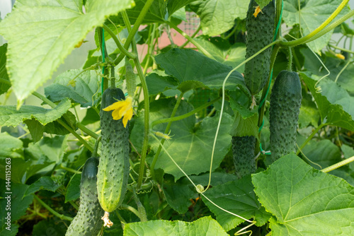 Fresh Cucumbers Growing on Vine – Green Cucumber Plant with Large Leaves and Yellow Flowers for publication, poster, calendar, post, screensaver, wallpaper, cover, website. High quality photography