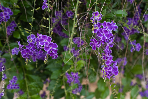 Duranta Erecta Golden Dewdrop – Stunning Purple Flowers with White Edges – Ornamental Evergreen Shrub or Vine for Gardens, Landscaping, and Butterfly Attraction. High quality photography