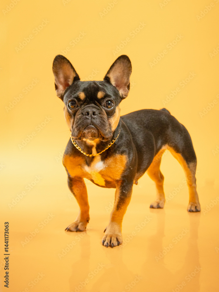 Obraz premium Black and tan french bulldog portrait on yellow background wearing golden chain