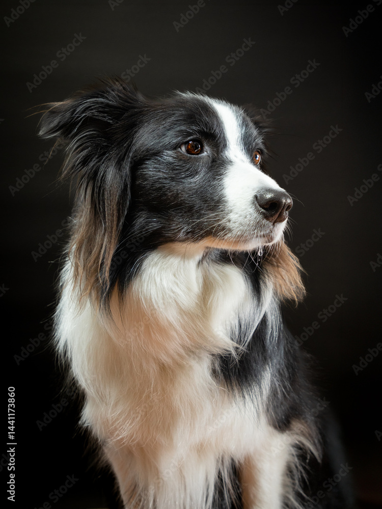Black and white border collie portrait on black background Black and white border collie portrait on black background