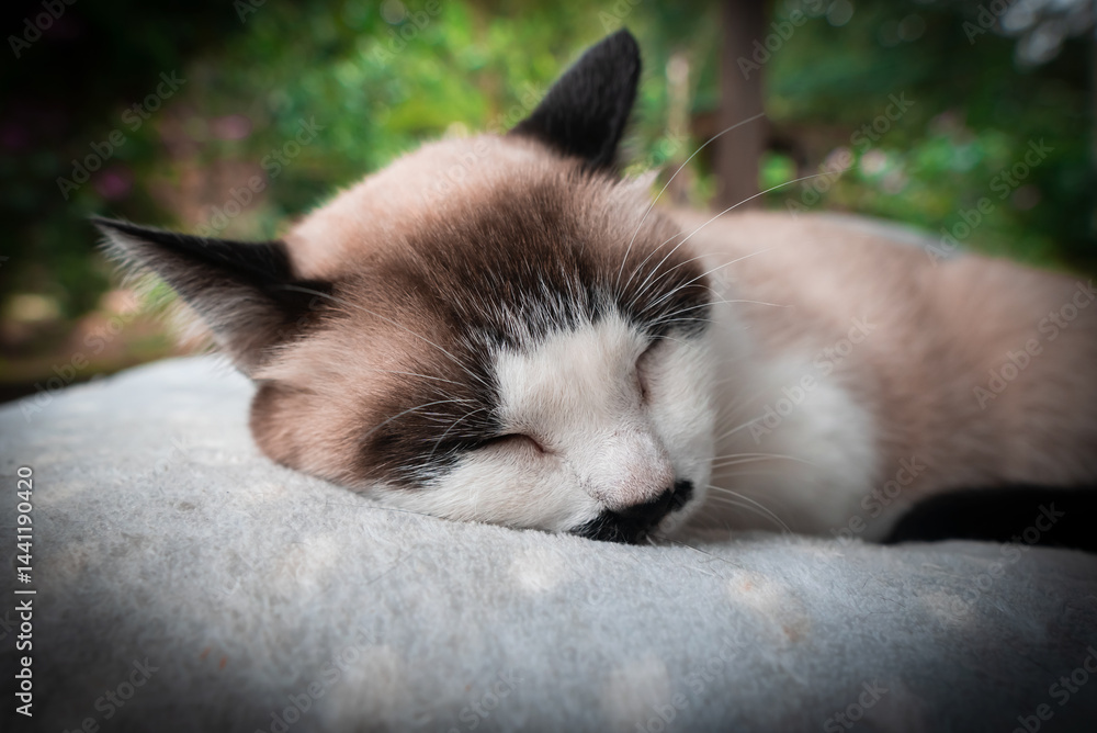 Fototapeta premium Beautiful Cat #01