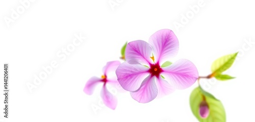 Wallpaper Mural Vibrant Madagascar Periwinkle blossom, isolated on pure white , wallpaper, illustration Torontodigital.ca