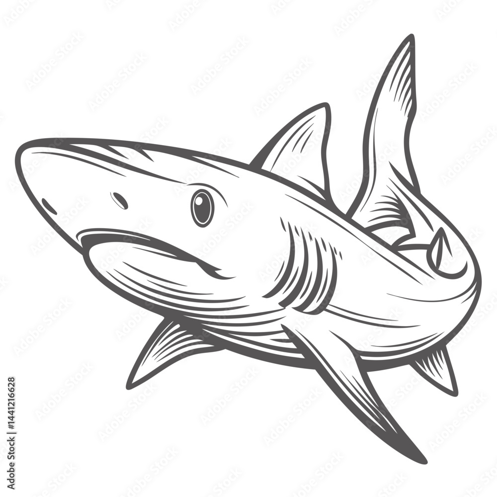 Elegant Blue Shark Outline Illustration, Prionace Glauca Elegant Blue Shark Outline Illustration, Prionace Glauca