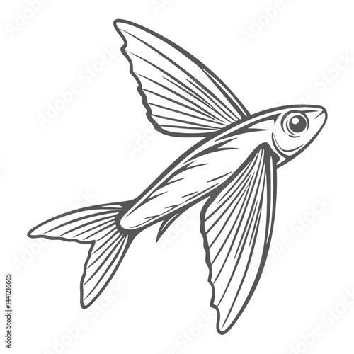 Flying Fish Line Art, Tropical Exocoetus Volitans