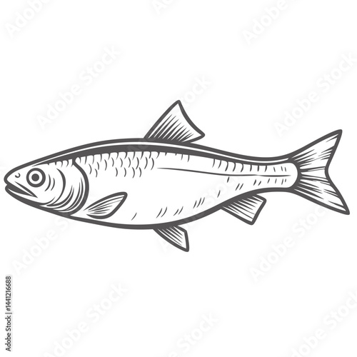 Atlantic Herring Fish Illustration, Clupea Harengus
