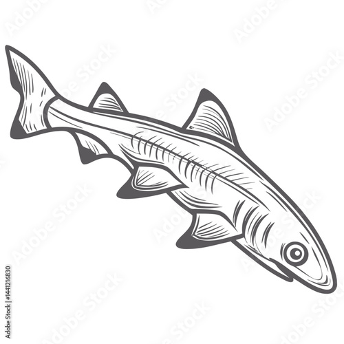 Spiny Dogfish Shark Vector Illustration