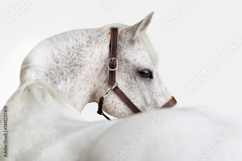 Grey white horse looking over its back wearing brown halter fine art portrait on white background