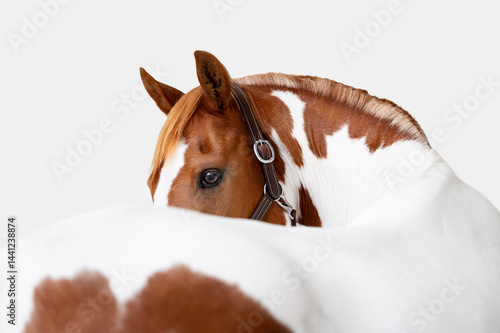 Portrait of a paint chestnut and white horse looking over its back on a white background, in fine art style 