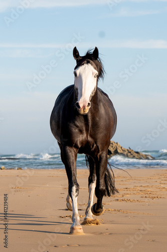 Black and white horse running free on the beach with rocky backdrop