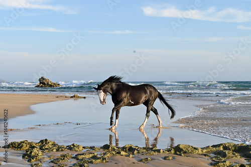 Black and white horse cantering on a beach through the water