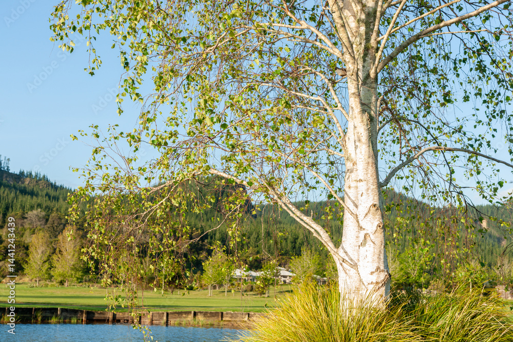 Silver birch tree in edge of waterway with pine trees on background hills.