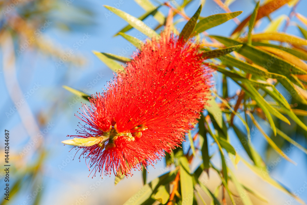 New Zealand bottlebrush flower close up