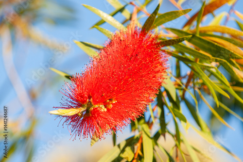 Obraz na płótnie New Zealand bottlebrush flower close up w salonie