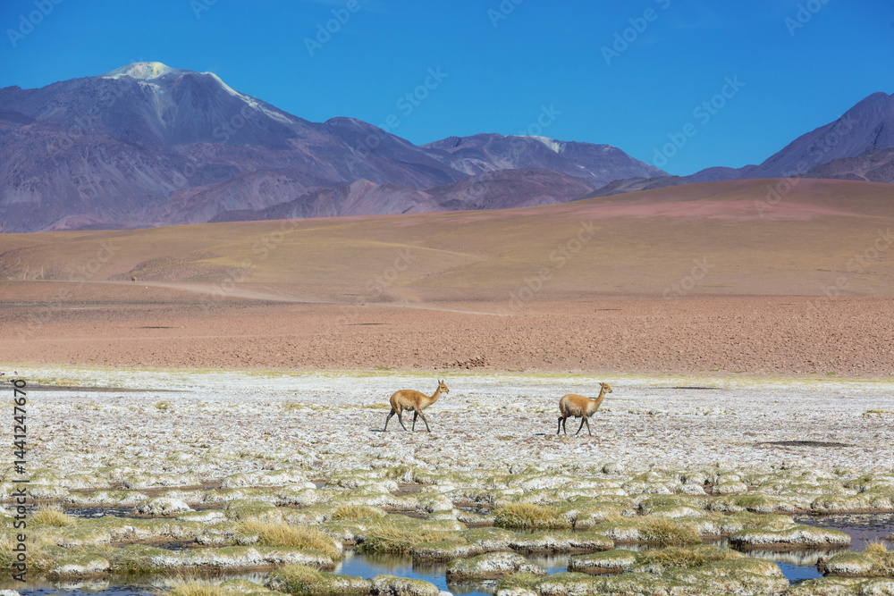 Vicuna