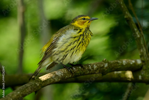 Cape May warbler, setophaga Tigrina, sitting on a perch after a bath on South Padre Island, TX.