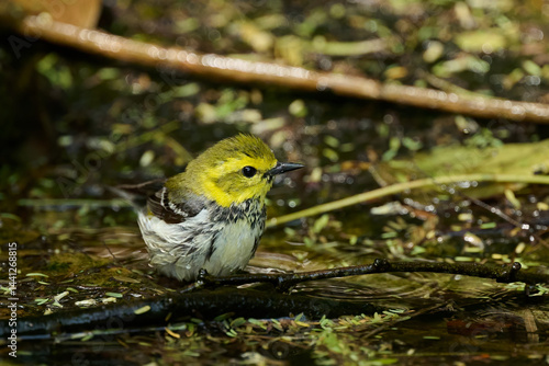 Black-throated green warbler, setophaga virens, posing after an afternoon bath on South Padre Island, TX.