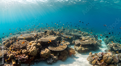 Marine Life Coral Reef Image Featuring Vibrant Fish Swarms, Anemone Clusters and Sunlit Underwater Landscape in High-Resolution Tropical Ocean Photography