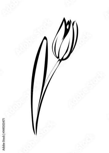 Tulpe