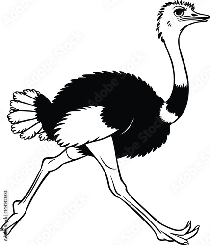 Black and white bold vector of a ostrich running, isolated on white background.